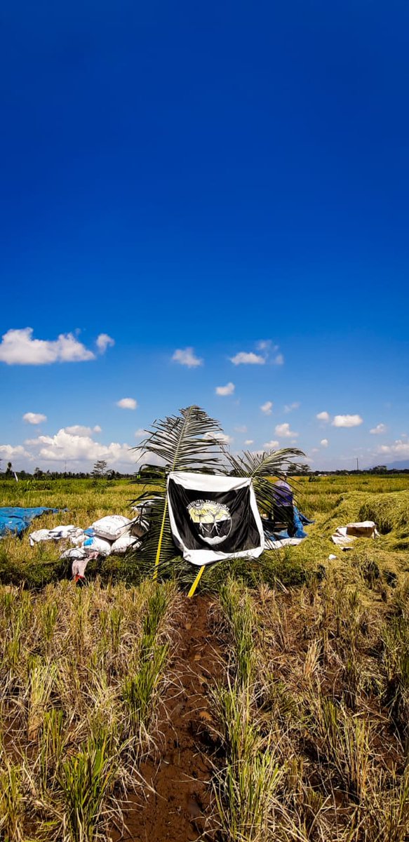 Kami bergembira hari ini. Hasil keringat dan usaha bersama telah tumbuh menjadi tumpukan padi yang menguning. Bulan ini adalah panen perdana kami setelah lebih dari 4 bulan bekerja bersama.