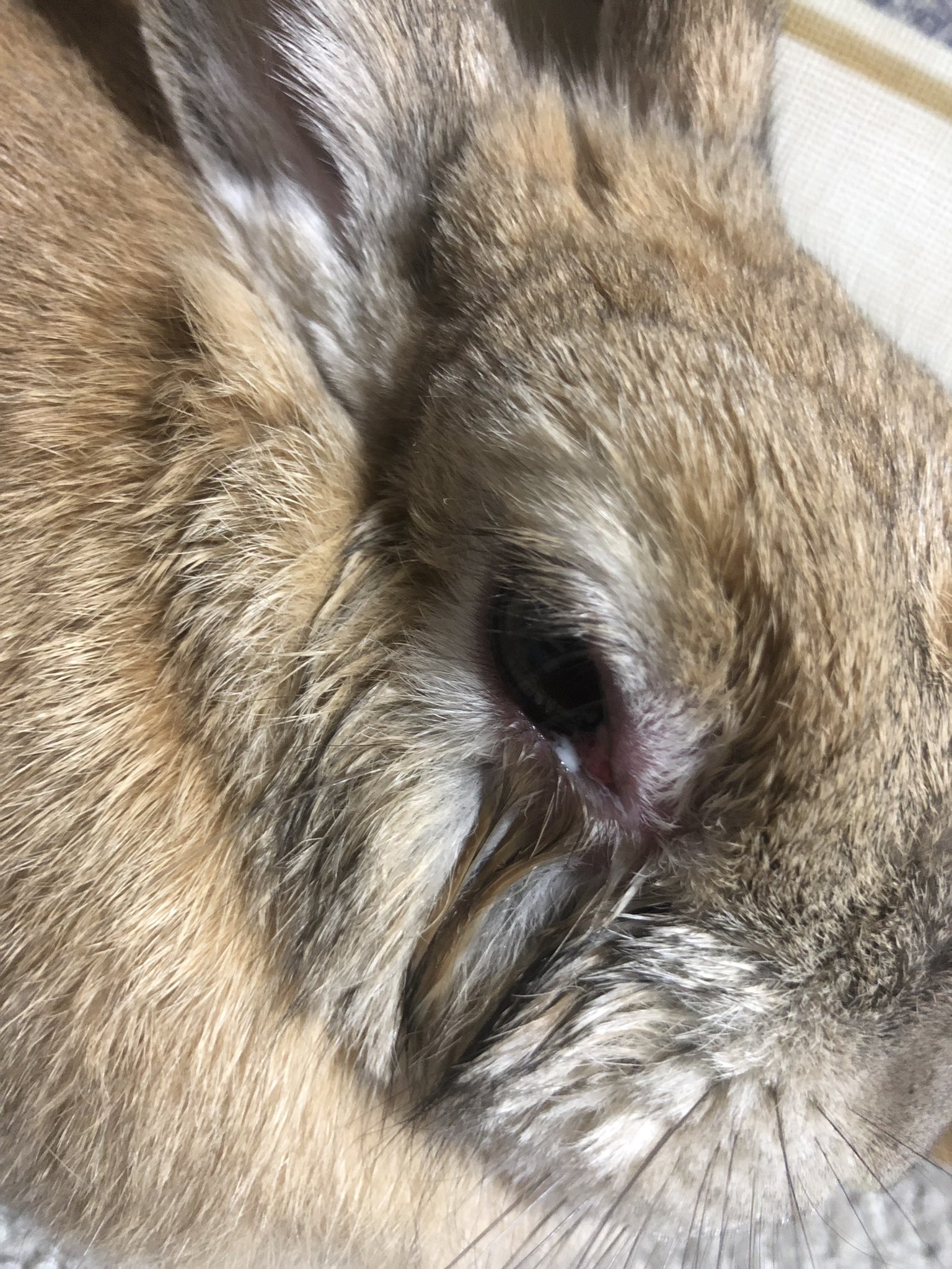 モカ Moka Rabbit Neza0521 Twitter