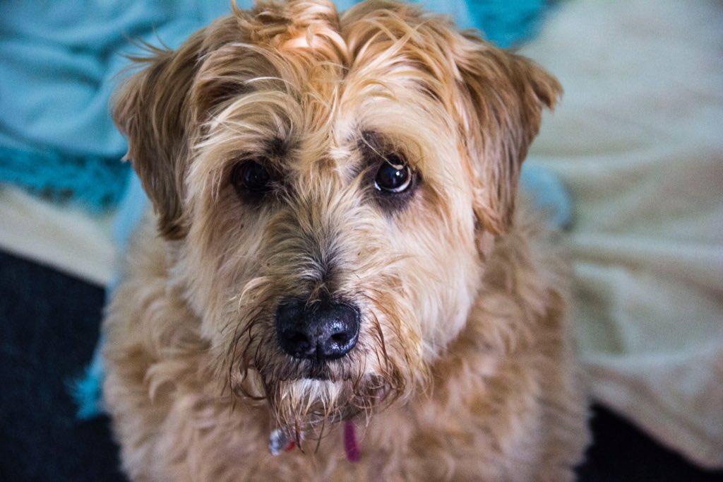 R3Amelia's tweet image. So much more than just a pet but my best friend. Maizie makes the world a happier place, she makes me smile, makes me laugh and is always there for a cuddle at the end of the day #Fetchlovespets #Forthglade 🐾