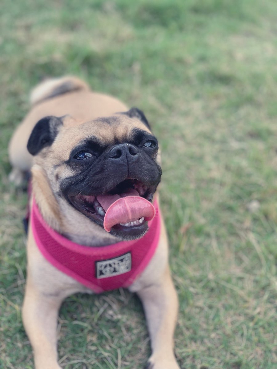 little_coco_pug's tweet photo. Enjoyed a good walk today! 💕
=instagram page=https://t.co/3xKsHoxb0k

#puglife #puglia #pugs #cutedogs #pugsofinstagram #puglove #dogsofinstagram #cuteanimals #cute #adorablepet #pugsnotdrugs https://t.co/gKaDKnG93p