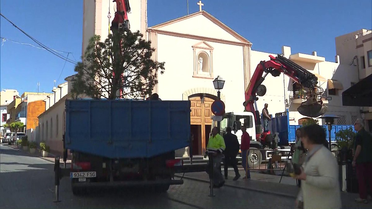 Hui es planta el seté exemplar de pi pinyoner a l'Alfàs del Pi per a matindre viu el símbol de la localitat. El primer pi es va plantar a la plaça de l'Església el 1786 i va donar al poble el seu cognom. L'últim es va plantar en febrer de 1949 i ha mort als 70 anys. #ElMatíÀPunt