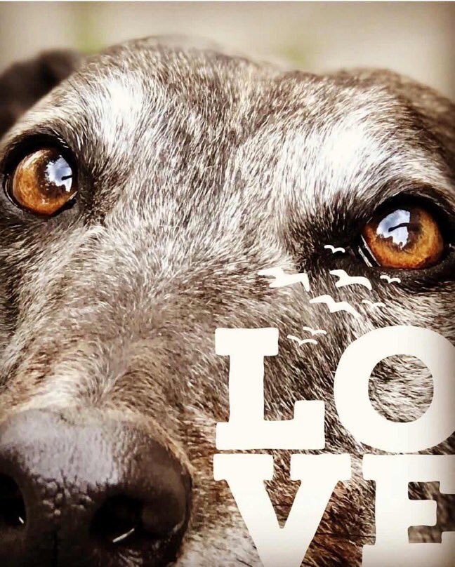 greyhoundtrust's tweet photo. It’s all in the eyes - that’s for sure 

A greyhound can say so many things just in those eyes - sometimes they seem to draw you in, you forget what you were doing ❤️ https://t.co/O7RqqepmPb