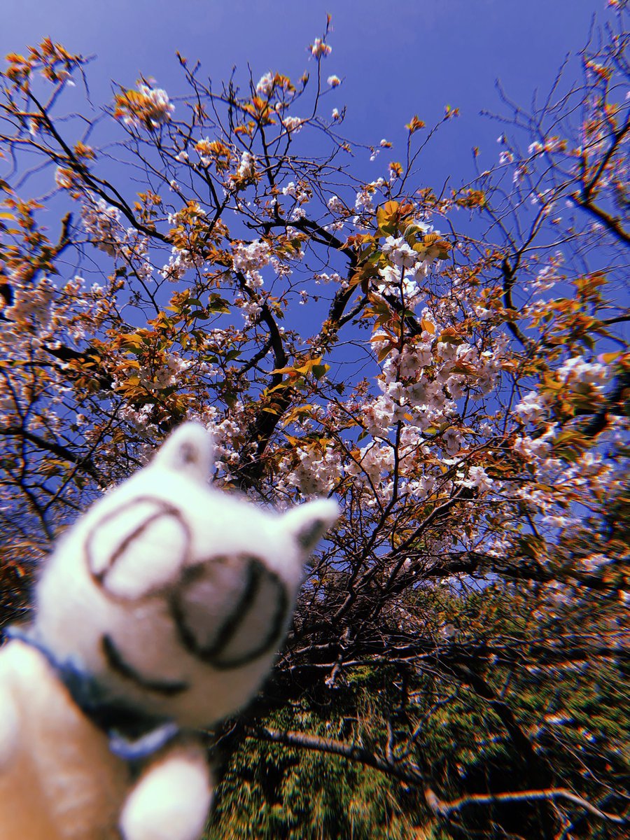 EASYCAT7's tweet photo. みんな、お花見した⁉️
極楽寺にもいっぱい桜咲いたよ🌸
ずっと桜咲いてたらいいのにな
#ネコ #ねこ #ねこ好き #猫 #猫好きさんと繋がりたい #猫部 #cat #catstagram #easycat #イージーキャット #サンデーマート #鎌倉 #江の島 #kamakura #enoshima #極楽寺 #桜
#お花見 #イージーキャットの大冒険 https://t.co/RhkoQwkJIu