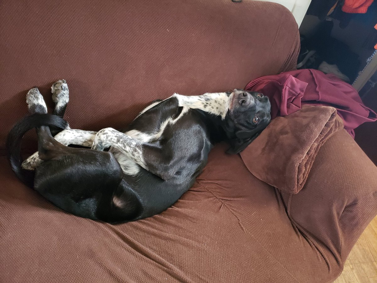 iiCOSMOSii's tweet photo. This is my dog, Jackson! #blacklab #haha https://t.co/GWGgccq0At