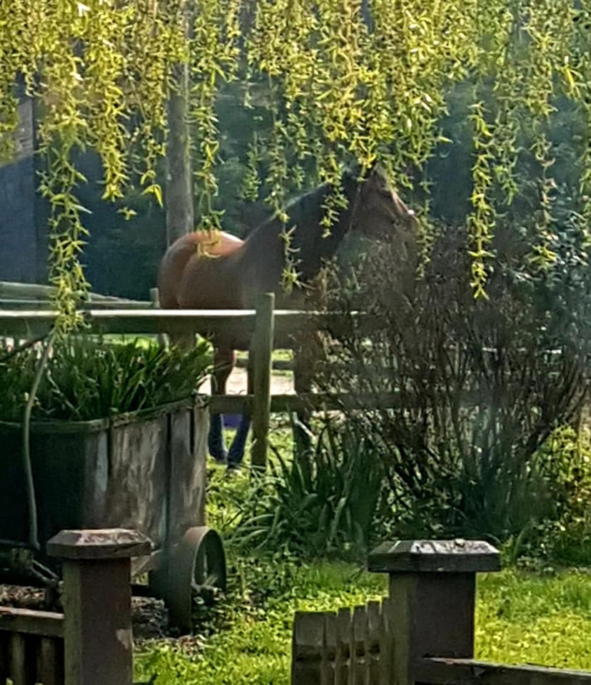 hackupbespoke's tweet image. Blake is coming back from a very serious breakdown - this is not the first time Bespoke has been in the middle of vet scans and treatments with remarkably similar fabulous outcomes.  hackup.co.uk/casestudies/de…