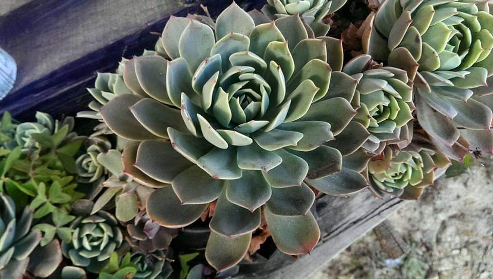 operationsnrpl's tweet photo. Beautiful Agave on display on our porch #SleepingBuddha #Rishyap https://t.co/qkkX0lDISa