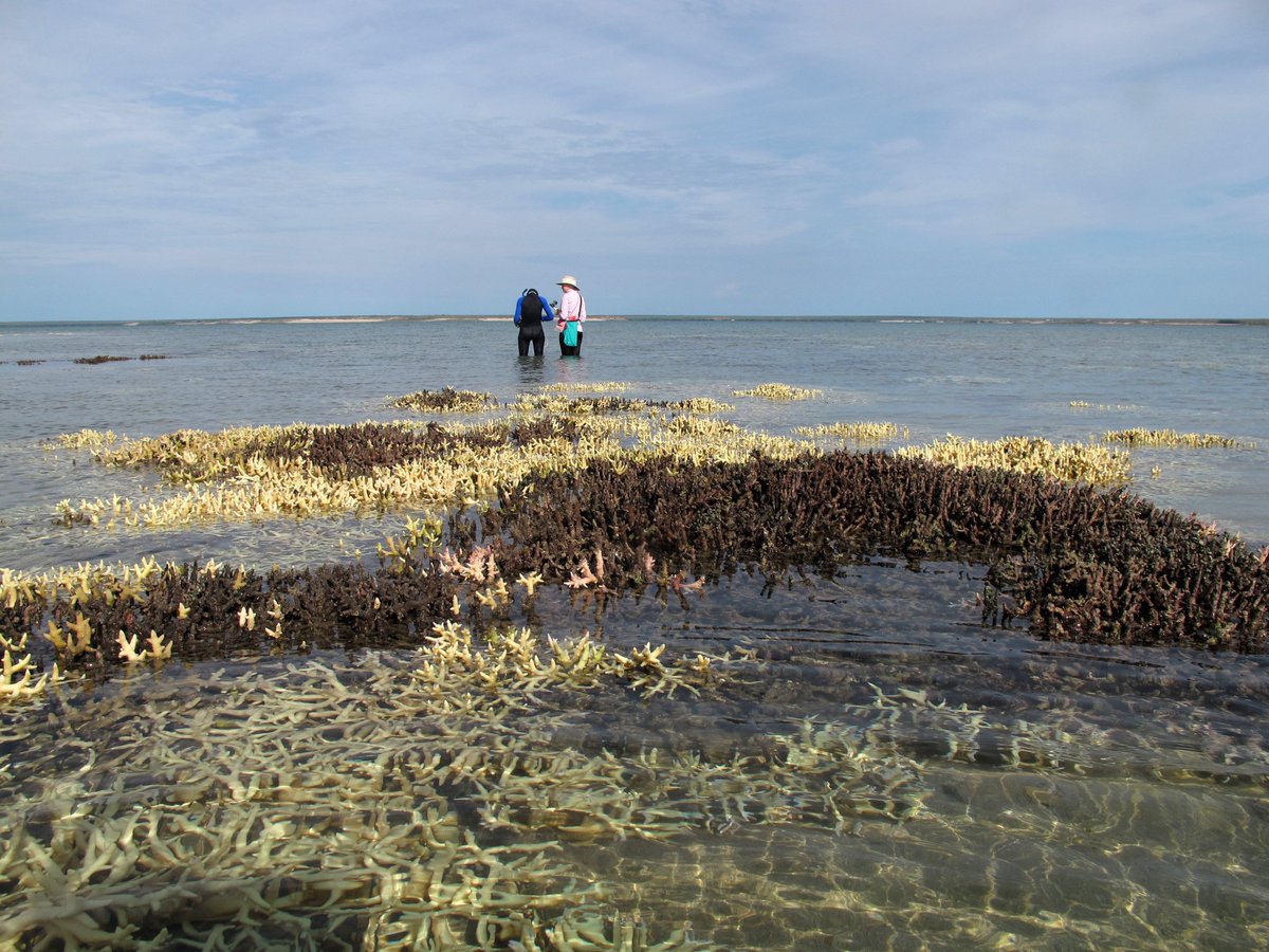 Verena Schoepf (@verenaschoepf) on Twitter photo What's the state of Western Australia's coral reefs? How were they impacted by the recent global bleaching event? Find out more in this study by <a href="/JamesPGilmour/">James Gilmour</a> that involved 19 institutions!! link.springer.com/article/10.100… What's the state of Western Australia's coral reefs? How were they impacted by the recent global bleaching event? Find out more in this study by <a href="/JamesPGilmour/">James Gilmour</a> that involved 19 institutions!! link.springer.com/article/10.100…
