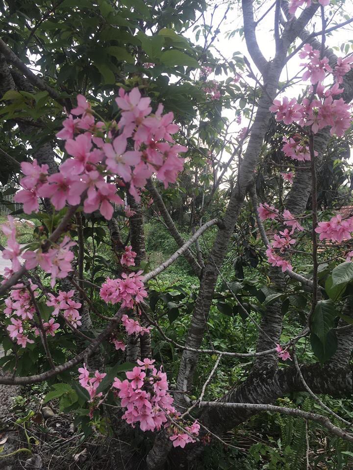 RoseLucero18's tweet photo. Cherry blossom season here in taiwan #StudioXPwithFumiYam https://t.co/t8uULQRY0v