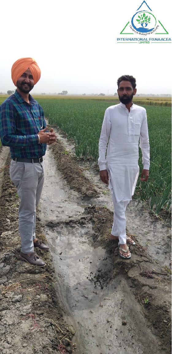 IPLBiologicals's tweet image. Our team member Mr Sukhvir visited a #farmer in Amloh, #Punjab for checking the result of our #product “Phoster” used in #onioncrop by the farmer.
#Organicfarming #happyfarmers #OrganicIndia #Vegetables #fruits #crops #healthyfoods #IPLBiologicals
