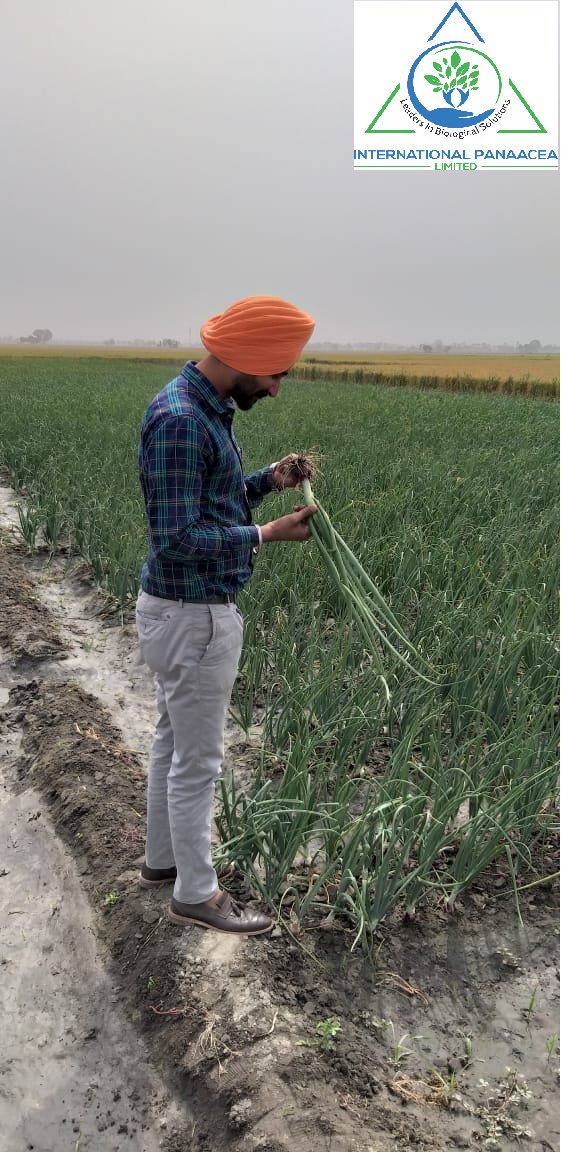 IPLBiologicals's tweet image. Our team member Mr Sukhvir visited a #farmer in Amloh, #Punjab for checking the result of our #product “Phoster” used in #onioncrop by the farmer.
#Organicfarming #happyfarmers #OrganicIndia #Vegetables #fruits #crops #healthyfoods #IPLBiologicals