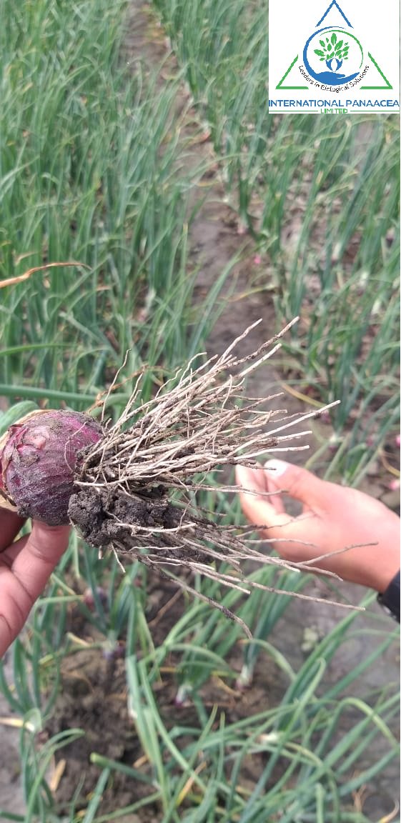 IPLBiologicals's tweet image. Our team member Mr Sukhvir visited a #farmer in Amloh, #Punjab for checking the result of our #product “Phoster” used in #onioncrop by the farmer.
#Organicfarming #happyfarmers #OrganicIndia #Vegetables #fruits #crops #healthyfoods #IPLBiologicals