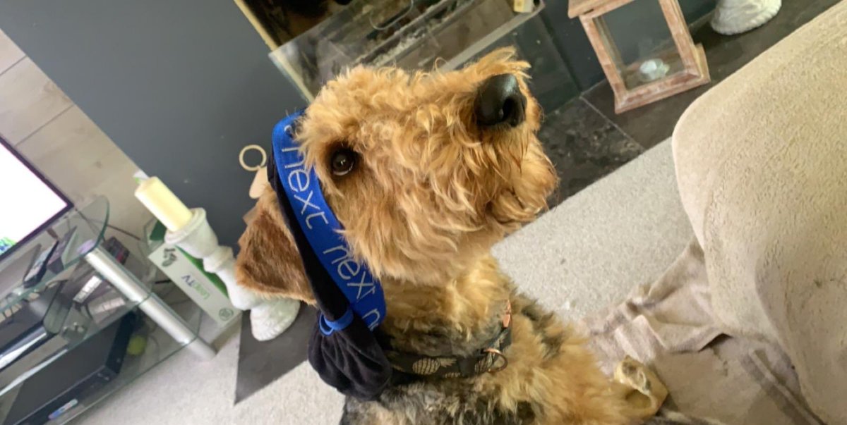 AiredaleThe's tweet photo. No Dad what makes you think I’ve seen you pants !!! #Guilty 
#Indiesworld
#Justbeingadale
#AiredaleTerrier https://t.co/M3vDpgmtII
