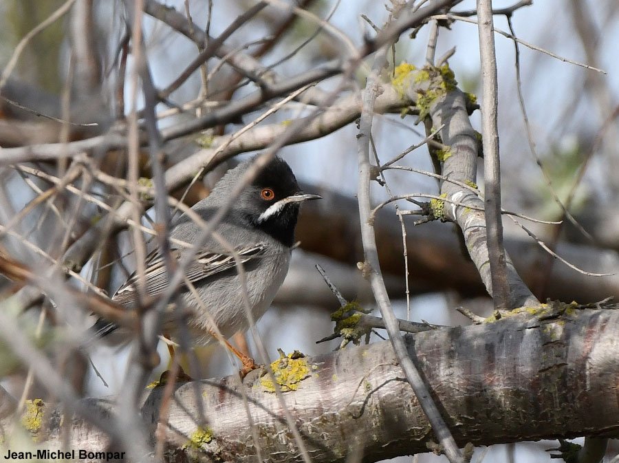 Ornithomedia's tweet image. Observation d'une Fauvette de Rüppell (Sylvia rueppelli)  en Camargue (Bouches-du-Rhône) au printemps 2019 ornithomedia.com/magazine/analy… #oiseaux #birds #ornithology #paca