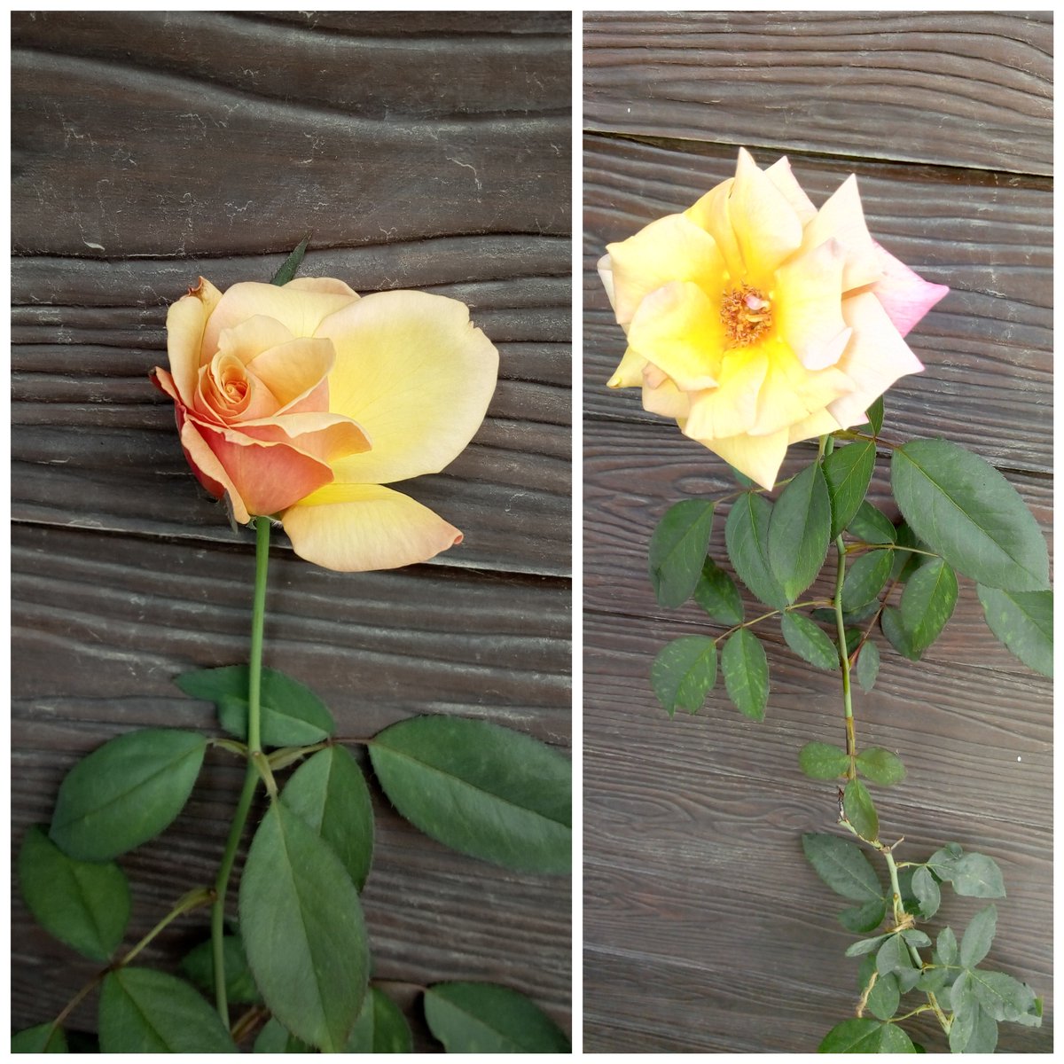 SontakkeVarini's tweet photo. Love is like a beautiful flower which I may not touch, but whose fragrance makes the garden a place of delight just the same.
Photography 🧐
#Photography #photo #photoshoot #photos #photoshooting #Flowers #flower #flowering #love #flowerlover #flowerloves https://t.co/c4HG3GaRtW