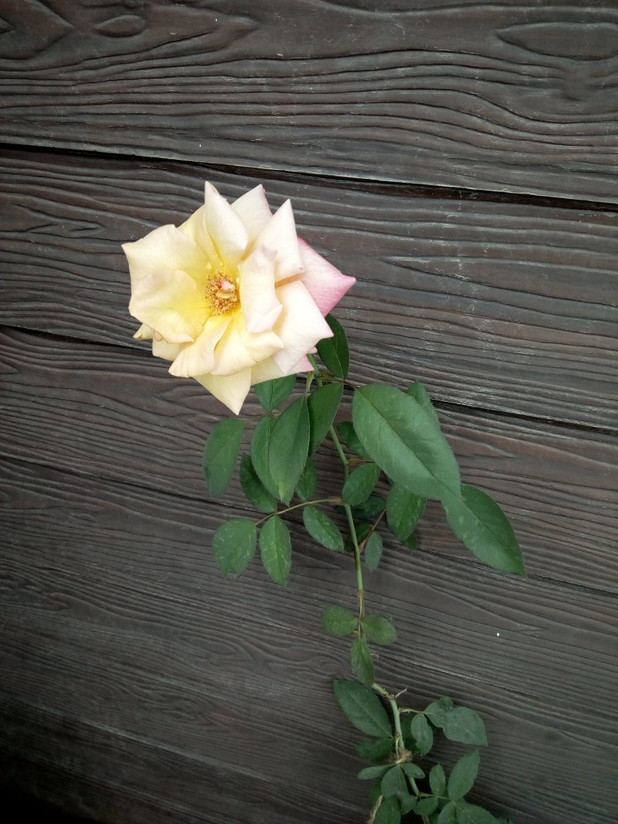SontakkeVarini's tweet photo. Love is like a beautiful flower which I may not touch, but whose fragrance makes the garden a place of delight just the same.
Photography 🧐
#Photography #photo #photoshoot #photos #photoshooting #Flowers #flower #flowering #love #flowerlover #flowerloves https://t.co/c4HG3GaRtW