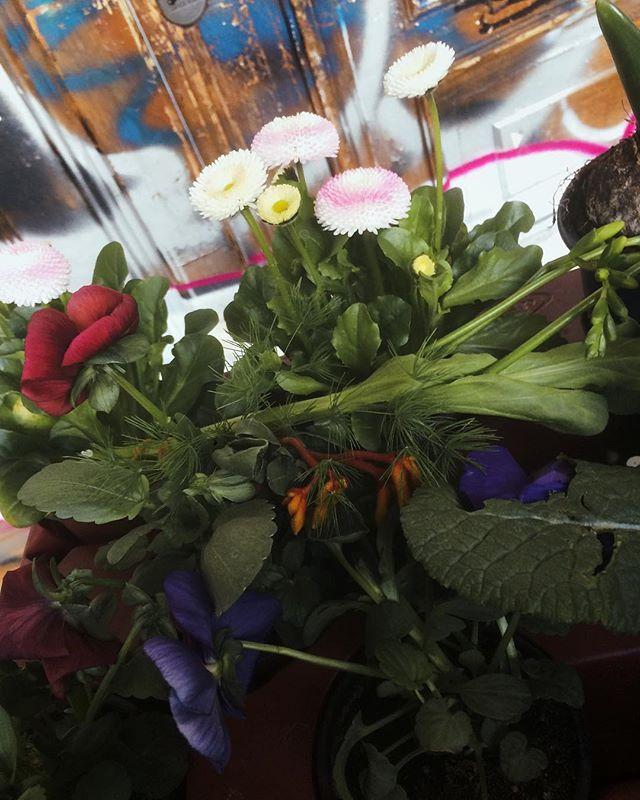 JustmeLoki's tweet photo. When you‘re actually dead inside but you still like 💐 #instaphoto #flowers #flowerstagram #spring #green #gardening #greenthumb #springtime #treatyoself #mindfulness #enjoylife #flower_daily #photooftheday #graffiti #urban #city #berlin https://t.co/dYbtKgnE8M