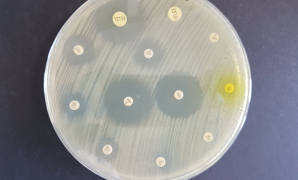 Alex D. Williams tweet media