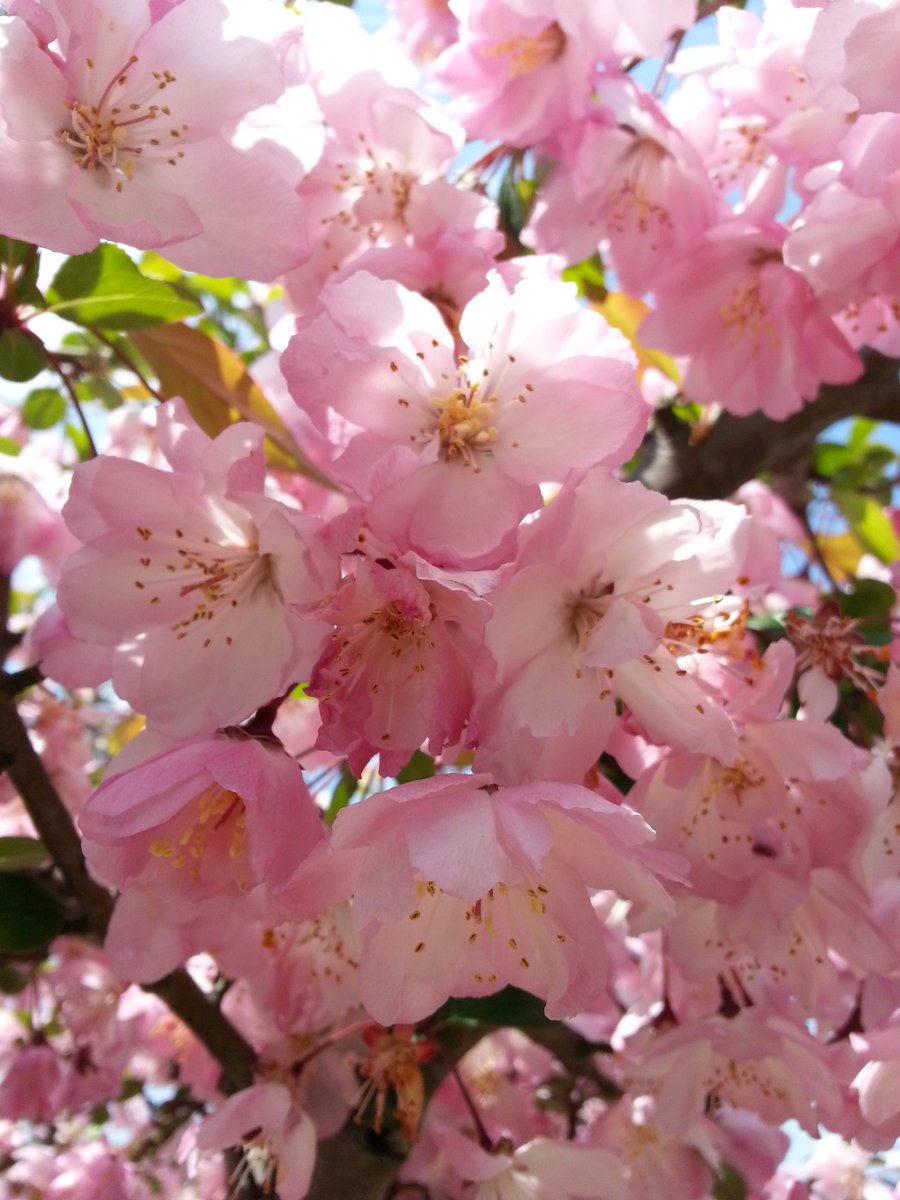 芋子 Sur Twitter 庭のハナカイドウが満開でサクランボは青い実がなってる 桜もまだきれい 芋子 Sur Twitter 庭のハナカイドウが満開でサクランボは青い実がなってる 桜もまだきれい