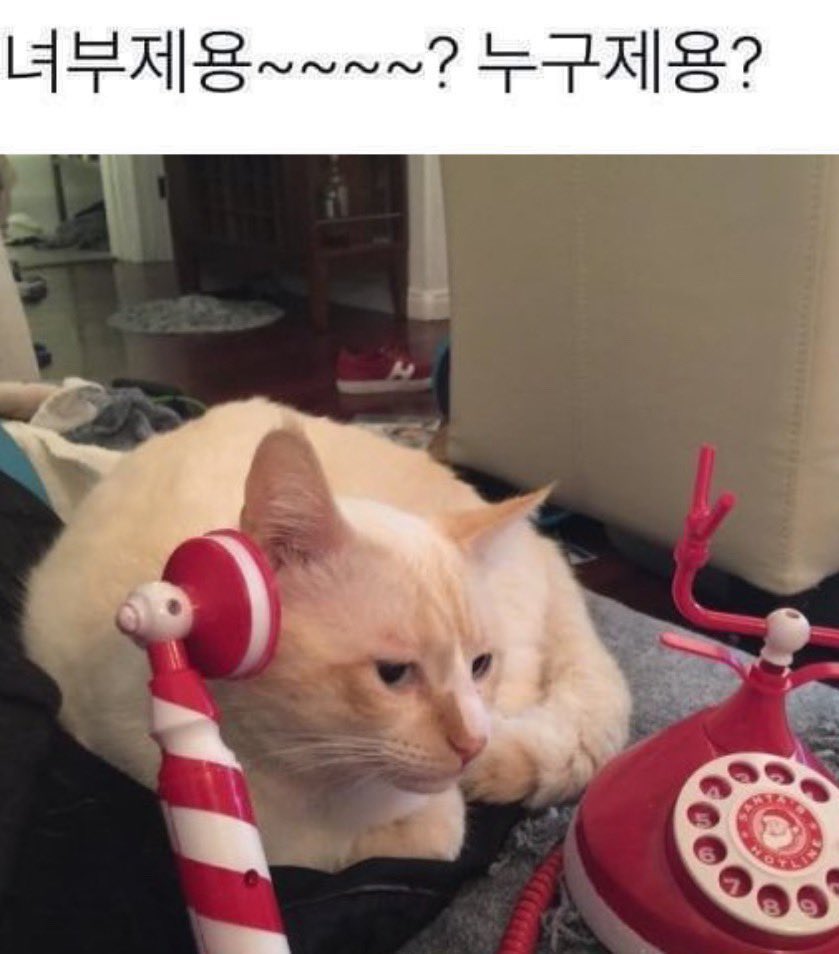 hmhiscat's tweet photo. 녀부제용~~~~? 누구제용? https://t.co/iz87dUcxI9