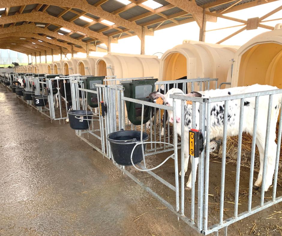 🐮🔬 Essai n°1 : Vital Concept lance les premiers essais sur l’immunité du #veau d’élevage sur <a href="/FermeBelOrient/">Bel Orient - Ferme expérimentale</a> 
Objectif : mesurer l'efficacité alimentaire et le moment de distribution du complément. 
+ d'infos ici : bit.ly/2D3ZXO2