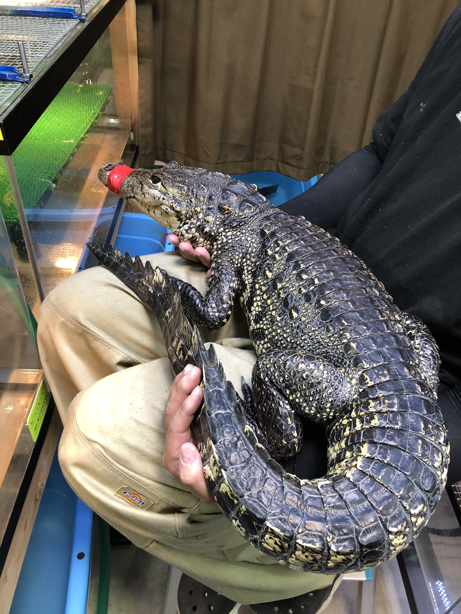 最安値 Reptile  X: on LOJ Shop ぬいぐるみ
