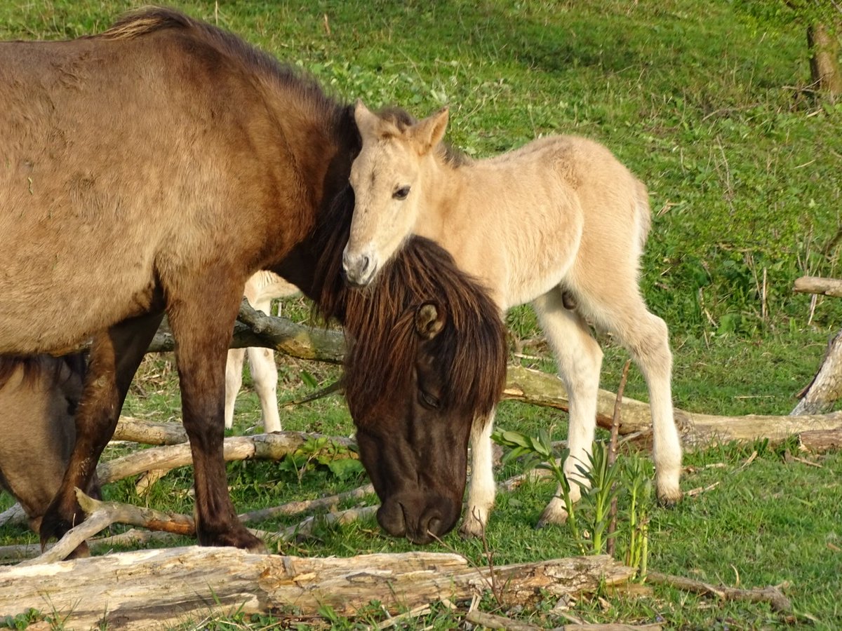 Ga jij deze #vakantie genieten van de mooie #natuur in het #Munnikenland? Combineer je bezoek aan het kasteel met een wandel- of #fietstocht door dit mooie gebied. Deze week zijn we dagelijks open van 11-17h. #wandelen #fietsen #struinen #konikpaard #kasteel #vakantie #dagjeuit