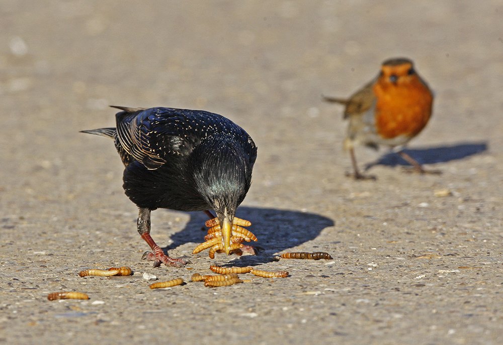Feeding live mealworms will help to breed more birds & if we want to see a lot of birds, we have to breed a lot of birds
ow.ly/cPpI50k040K
#livefood #breedingseason #birds #nature #wildlife