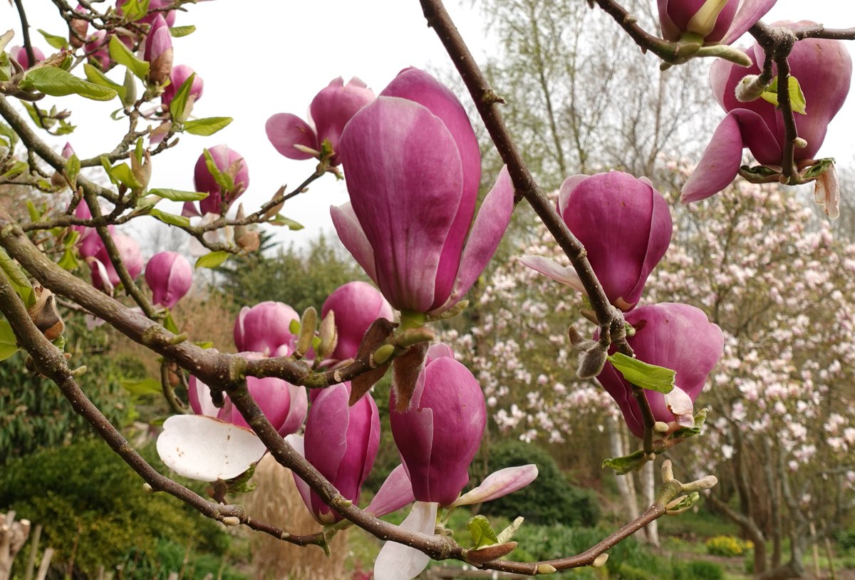 NGS Kent Gardens tweet media