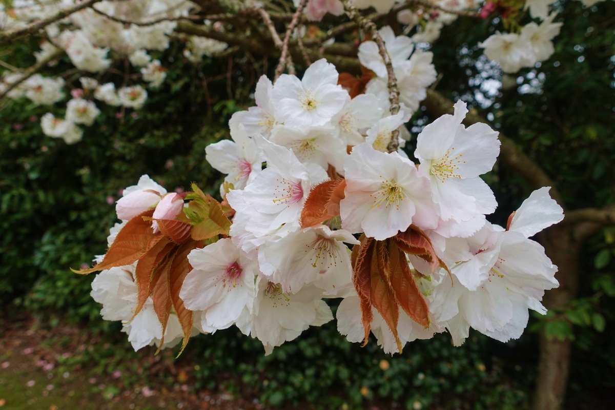 NGS Kent Gardens tweet media