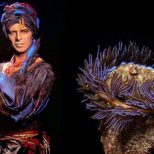 DiveSite_'s tweet photo. Now this is a "who wore it better post I can get on board with!"

Repost from @thedutchmermaid 

#nudibranch #bowie #fashion #divesite #girlsthatscuba #boysthatscuba #marinelife #marineconservation #turtles #shark #sharkconservation #optoutside #explore #adventure #paditv https://t.co/KfNnQY5AKG