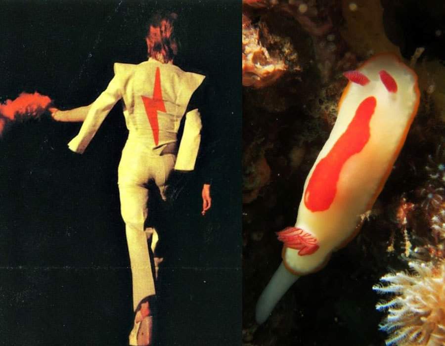 DiveSite_'s tweet photo. Now this is a "who wore it better post I can get on board with!"

Repost from @thedutchmermaid 

#nudibranch #bowie #fashion #divesite #girlsthatscuba #boysthatscuba #marinelife #marineconservation #turtles #shark #sharkconservation #optoutside #explore #adventure #paditv https://t.co/KfNnQY5AKG