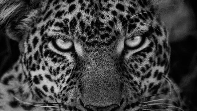 I see you.
.
.
.
.
 #animallovers #animalpolis #animalsofinstagram #igscwildlife #animales #exclusive_animals #leopard #wildlifephoto #wildlifeaddicts #wildlifephotography #animalworld #awesomeglobe #animalofinstagram #animalsmood #wildlifeonearth #wildl… bit.ly/2G9kmDf