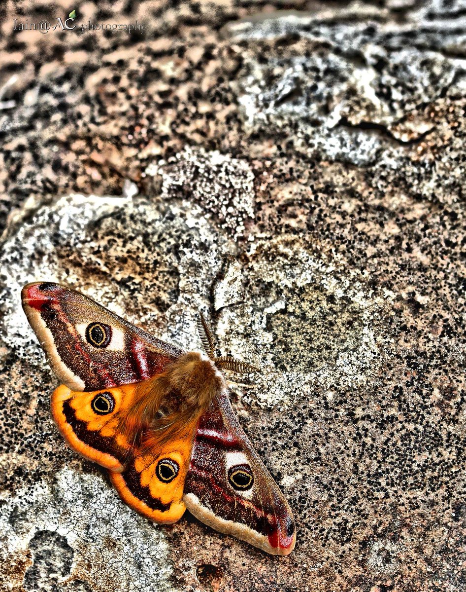 savebutterflies's tweet image. One of the UK&apos;s most exotic looking moths will now be starting its flight season. #MothsMatter

The Emperor (Saturnia pavonia) flies throughout April and May, inhabiting a variety of habitats, including heathland and bogs. butrfli.es/EmperorMoth_

Photo by Iain Cowe