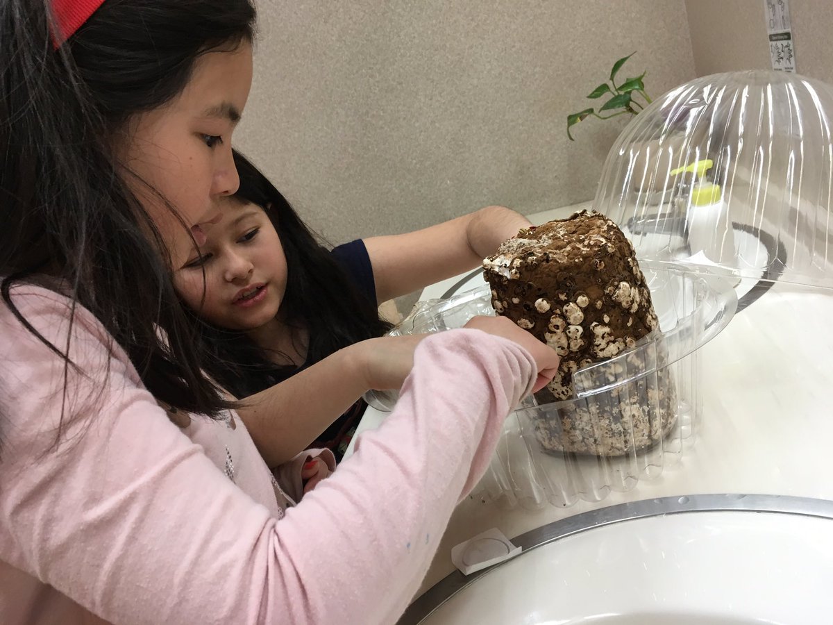 MSTokyoOak's tweet photo. Growing Shiitake mushrooms in the classroom to study Kingdom Fungi has been fun! #MSTbotany #MSTscience #MSTdiscovery https://t.co/6dIyJN1NKt