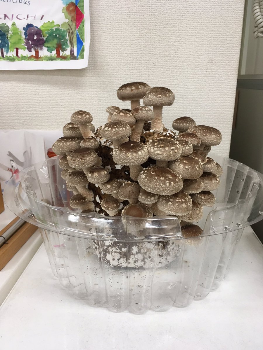 MSTokyoOak's tweet photo. Growing Shiitake mushrooms in the classroom to study Kingdom Fungi has been fun! #MSTbotany #MSTscience #MSTdiscovery https://t.co/6dIyJN1NKt