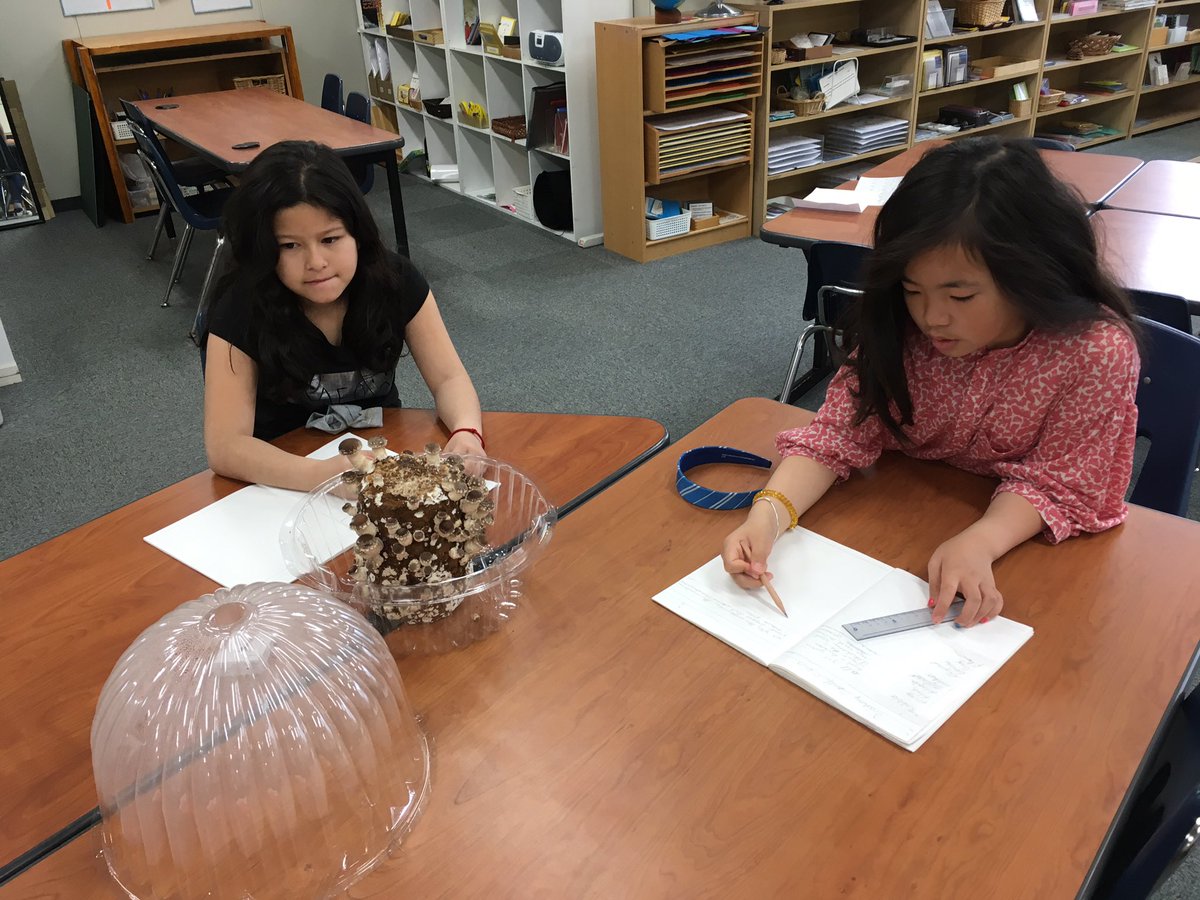 MSTokyoOak's tweet photo. Growing Shiitake mushrooms in the classroom to study Kingdom Fungi has been fun! #MSTbotany #MSTscience #MSTdiscovery https://t.co/6dIyJN1NKt
