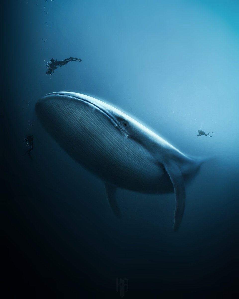 ikevinadams's tweet photo. Deep Diving🐋
Made with @Photoshop
#photomanipulation #ps_wild https://t.co/2k7kteOQW5