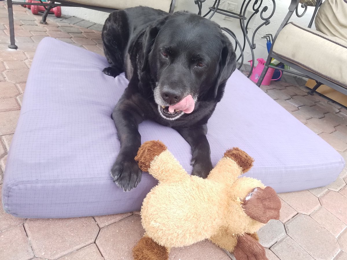 Gave my Labrador 1 BTC to trade last month.

Made over 25% 😎.

And he has a new girlfriend 🐕.

Post dog photos below: