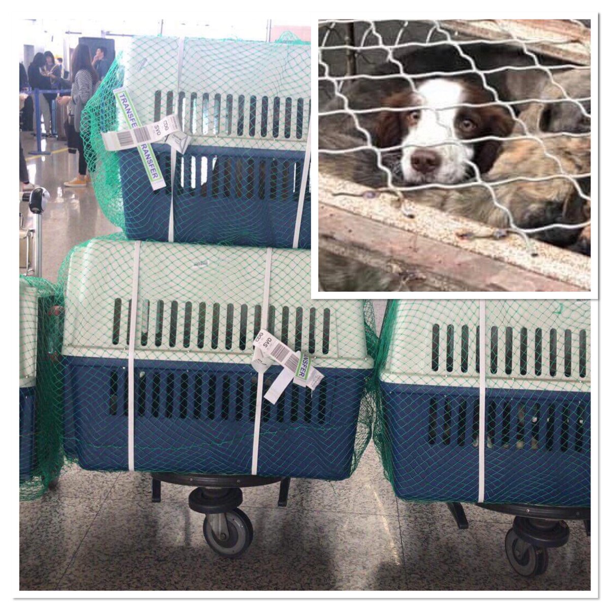 SaveOurSpaniels's tweet photo. Chinese Meat Market Cockers are on their way to the UK. It has taken 6 months and a huge amount of work, but so worth it :) #AdoptDontShop #rescue #spaniel #peteregan6 #chinesemeatmarkets https://t.co/KobQNO5qom
