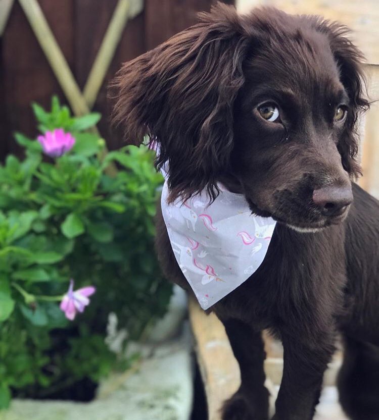 co_tommi's tweet photo. Did someone say Happy National Unicorn Day!!! 🦄🦄🦄

#NationalUnicornDay #dogbandanas #unidog #myheart #UnicornDay #UnicornStore https://t.co/n3e0ZiGTI6