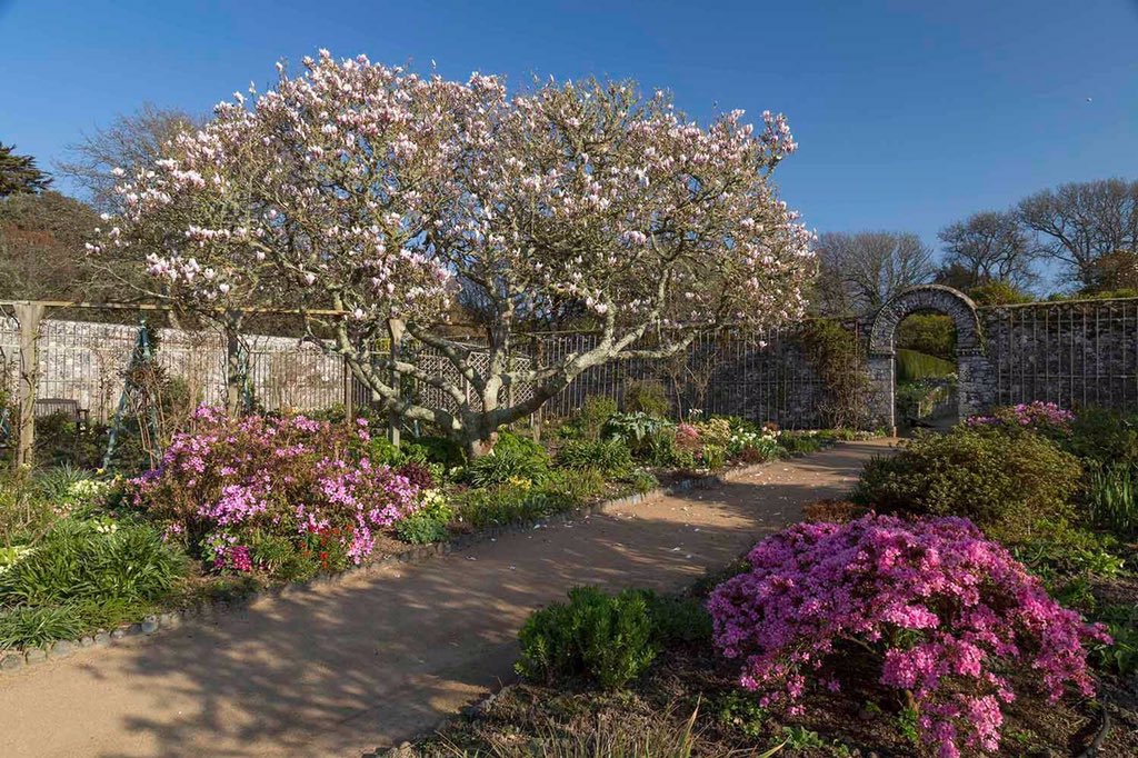 Sark_Island's tweet photo. The gates of La Seigneurie Gardens officially opened this weekend for the new season. There are stunning displays of tulips and other spring blooms as well as the magnolia tree in the walled garden.
Open: 10am - 6pm daily 
Guided tours: Every Weds 11.30am https://t.co/5ejNzpTQUj https://t.co/UOghLsiFFD