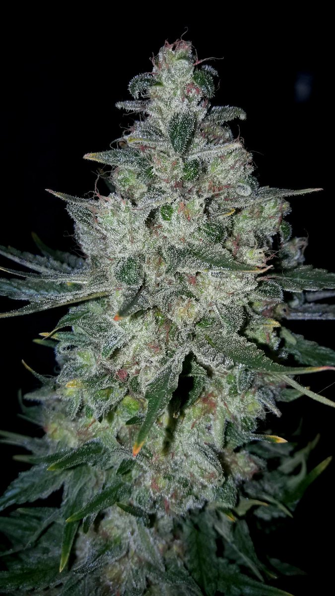 AdrycManellson's tweet photo. Weed Día Verde Mundo y Magnífico Os Sea con #MatanusK de @GeaSeeds #LEC315Wts+#LED #Spectron #RefBlanca de @HydroGardenLtd,
Mi Hada, la #Crew del #AdrycManëllsonTesterTeam, @HempCropEs y yo Os Deseamos,
#LosMejoresHumos de #BuenaHierba Acompañen, igual da, Olas, Paz y Semis:-))) https://t.co/d4smj7WrsZ