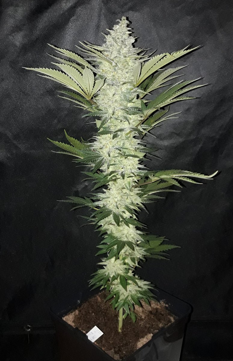 AdrycManellson's tweet photo. Weed Día Verde Mundo y Magnífico Os Sea con #MatanusK de @GeaSeeds #LEC315Wts+#LED #Spectron #RefBlanca de @HydroGardenLtd,
Mi Hada, la #Crew del #AdrycManëllsonTesterTeam, @HempCropEs y yo Os Deseamos,
#LosMejoresHumos de #BuenaHierba Acompañen, igual da, Olas, Paz y Semis:-))) https://t.co/d4smj7WrsZ