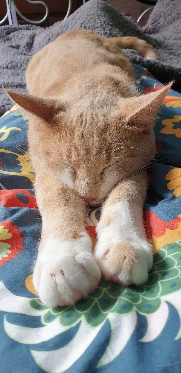 Catbell74's tweet photo. Ashaig modelling today's yoga pose...sleeping cat....#yoga #stretch #cats #kitten #cstnapping #catsoftwitter #petyoga #thatwasalongnight https://t.co/OlkyoYHJcd