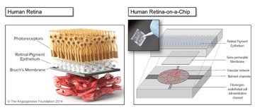 Ophthalmolmeets's tweet photo. Find more interesting updates at: https://t.co/SRgYYZBXm1
Scientists tackle rare #retinal disease in unique research project-
Current researches on Retina and #Retinal_Diseases at #Singapore  #eyecancer #eyehealth  #eyediseases #vision #cornea #optometry #ophthalmologist #AMD https://t.co/IBtoXbkD4A
