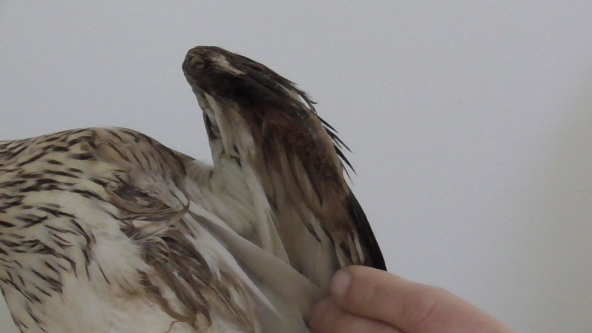 This #StoneCurlew recovered from L-Aħrax had a gunshot injury to its left wing. In 2017 video evidence we collected had led police to identify a hunter who shot down a Stone Curlew at the same site. He was fined €5000, had his hunting license suspended &amp; his shotgun confiscated.
