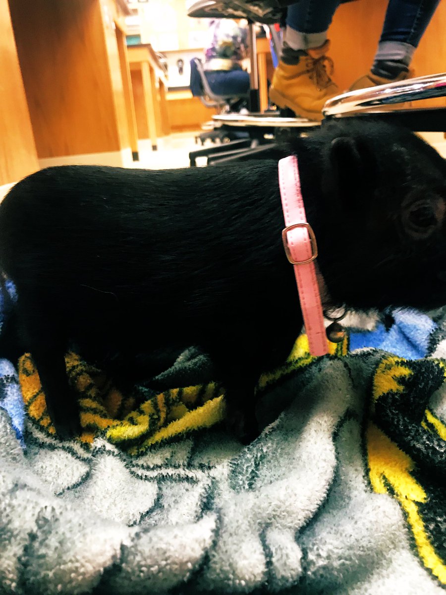 FL_Lorax's tweet photo. You know... just a normal day in my science classroom with a visit from the very popular Miss Princess π the Pig π· #purejoy #purehappiness #guestapperance #uhstitans #Iloveallanimals https://t.co/dgB8x2IEqI