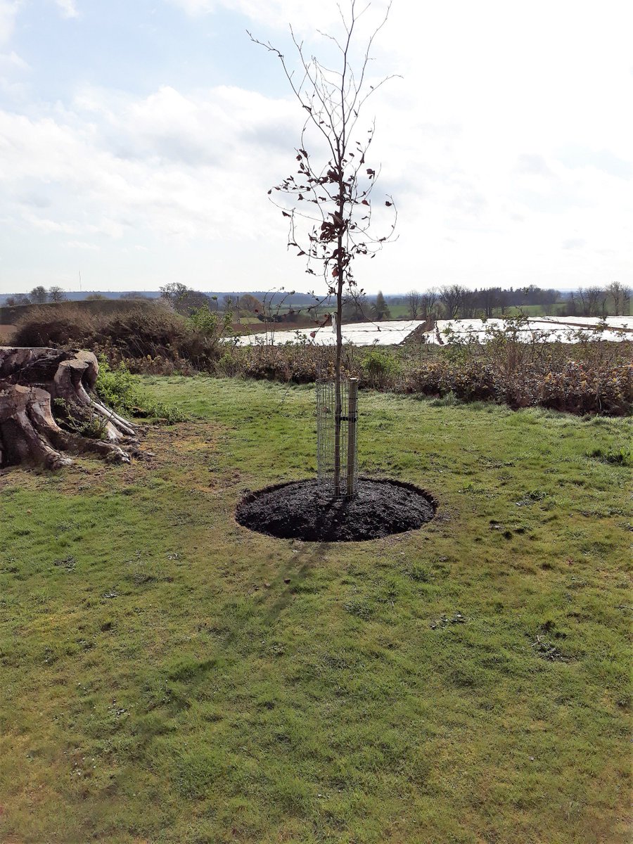 Repton's Copper beech replacement along Ha-ha <a href="/MoggerhangerPK/">Moggerhanger Park</a>