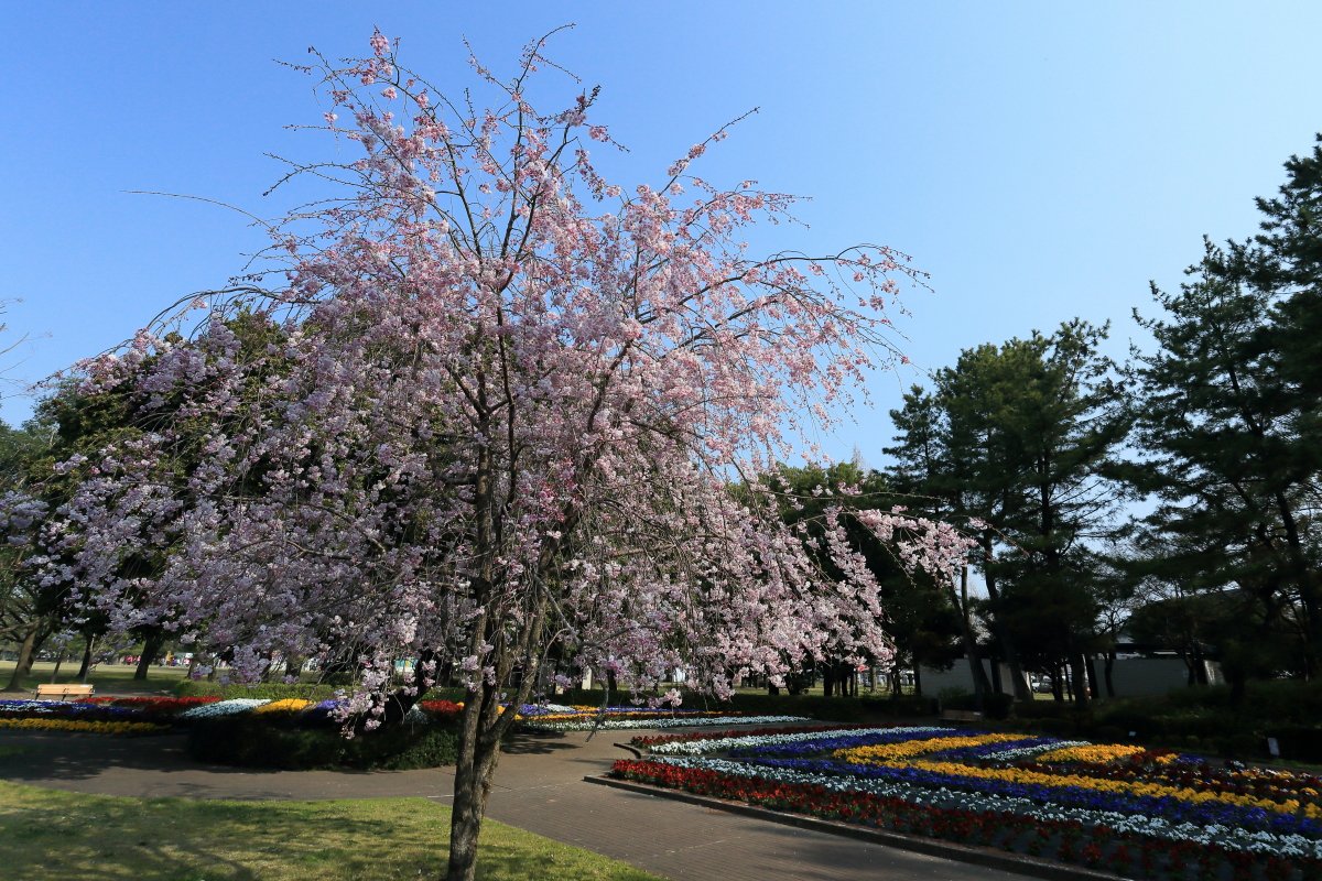 各務原桜祭り 各務原桜祭り