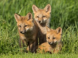 _WildHere's tweet photo. 🦡🐇🦊🦅🦆 Top 10 U.S. Cities for Wildlife - which ones have you visited?

Which one has been your favourite for urban nature connection?  #wildhere

https://t.co/Q0FNc0LEHd https://t.co/i1s8c7ExwJ